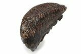 Fossil Woolly Mammoth Upper M Molar - Poland #357015-3